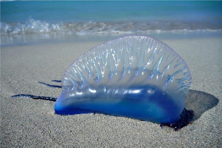Девочка увидела на пляже красивый пластиковый пакет и хотела поднять его. К счастью, рядом оказался отец