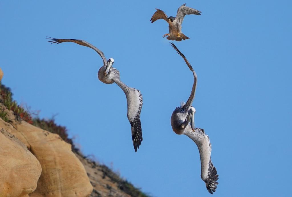 Фотограф запечатлел невероятную воздушную дуэль между соколом и пеликаном