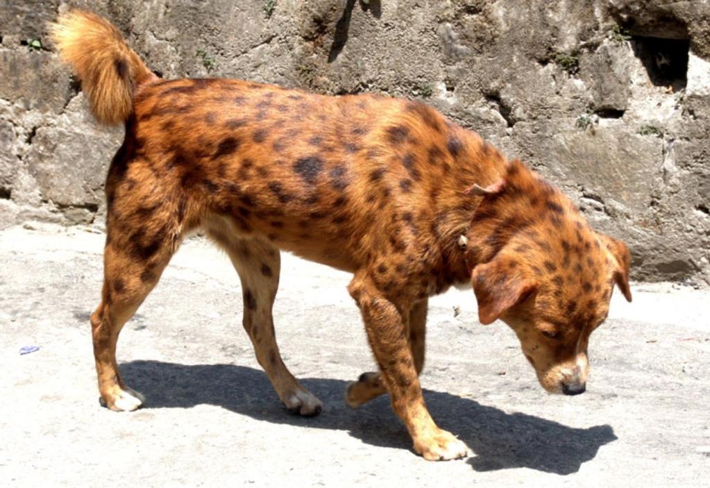 Необычные псы: фотоподборка собак удивительных и редких окрасов