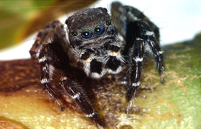 Спасибо за честь – ученые открыли в Австралии нового паука и назвали его в честь Карла Лагерфельда