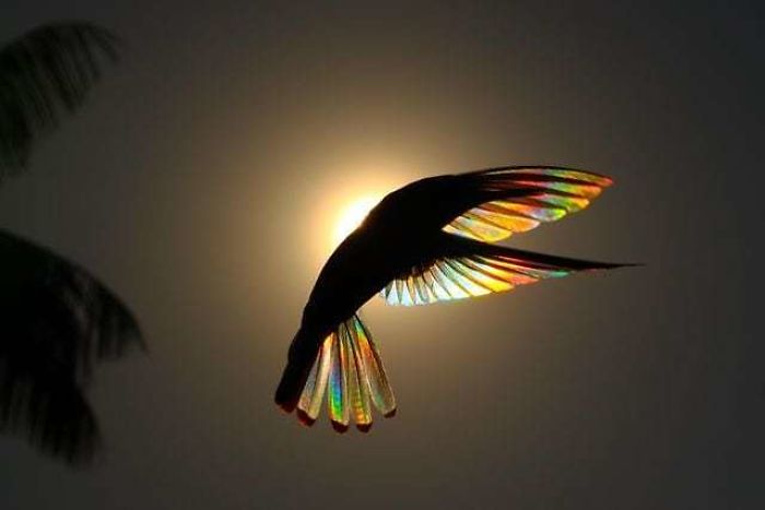 Радужные колибри в необычной серии фоторабот от бразильского художника