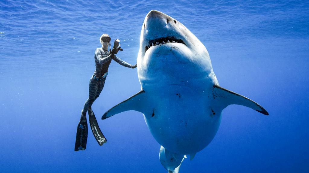 8 животных, которые более опасны, чем акулы