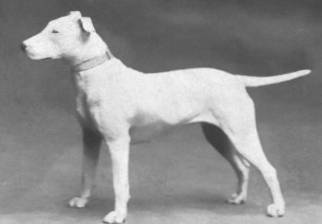 Как изменились собаки за столетия? Сравнение разных пород питомцев тогда и сейчас (фото)