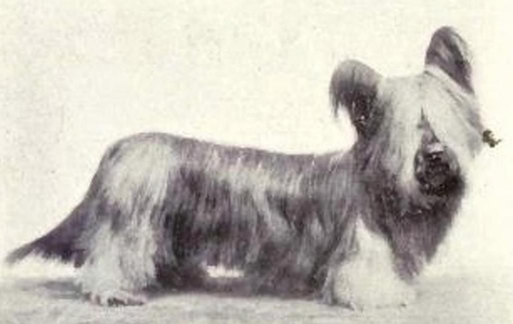 Как изменились собаки за столетия? Сравнение разных пород питомцев тогда и сейчас (фото)