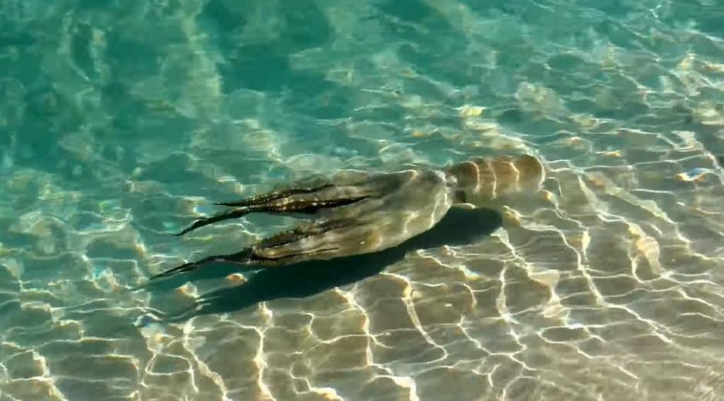 Семья спасла осьминога на пляже. На следующий день он вернулся, чтобы отблагодарить их