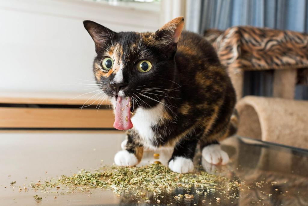 Дурман-трава: что кошачья мята делает с кошками (фото)