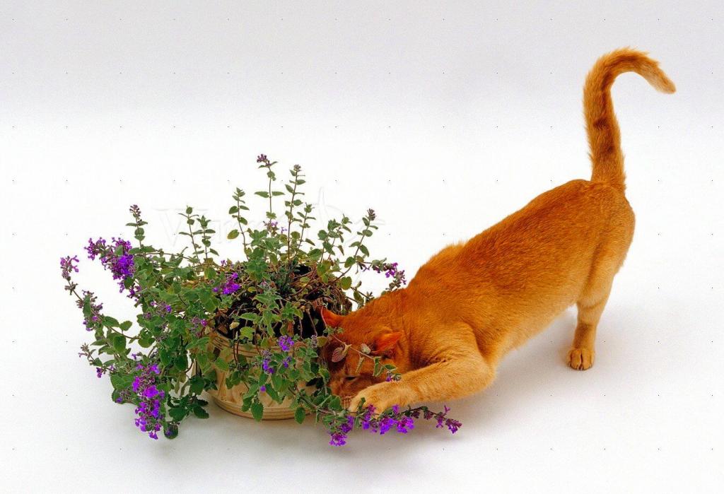 Дурман-трава: что кошачья мята делает с кошками (фото)