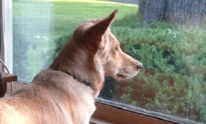 Каждый день собака смотрела на окно соседей. Однажды она перестала это делать, и хозяйка написала соседям записку