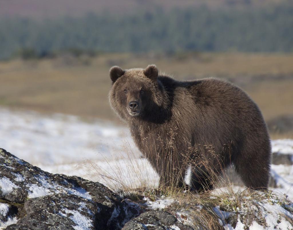 медведь на просторах Сибири
