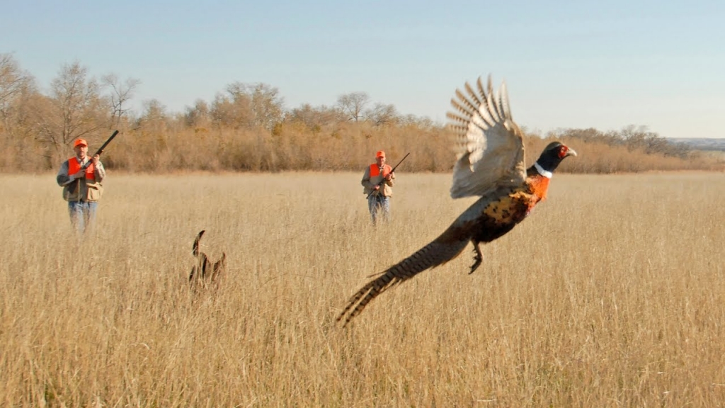Охота на фазанов