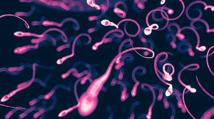 Движущиеся сперматозоиды