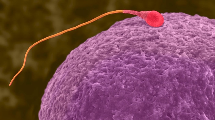 Сперматозоид у яйцеклетки