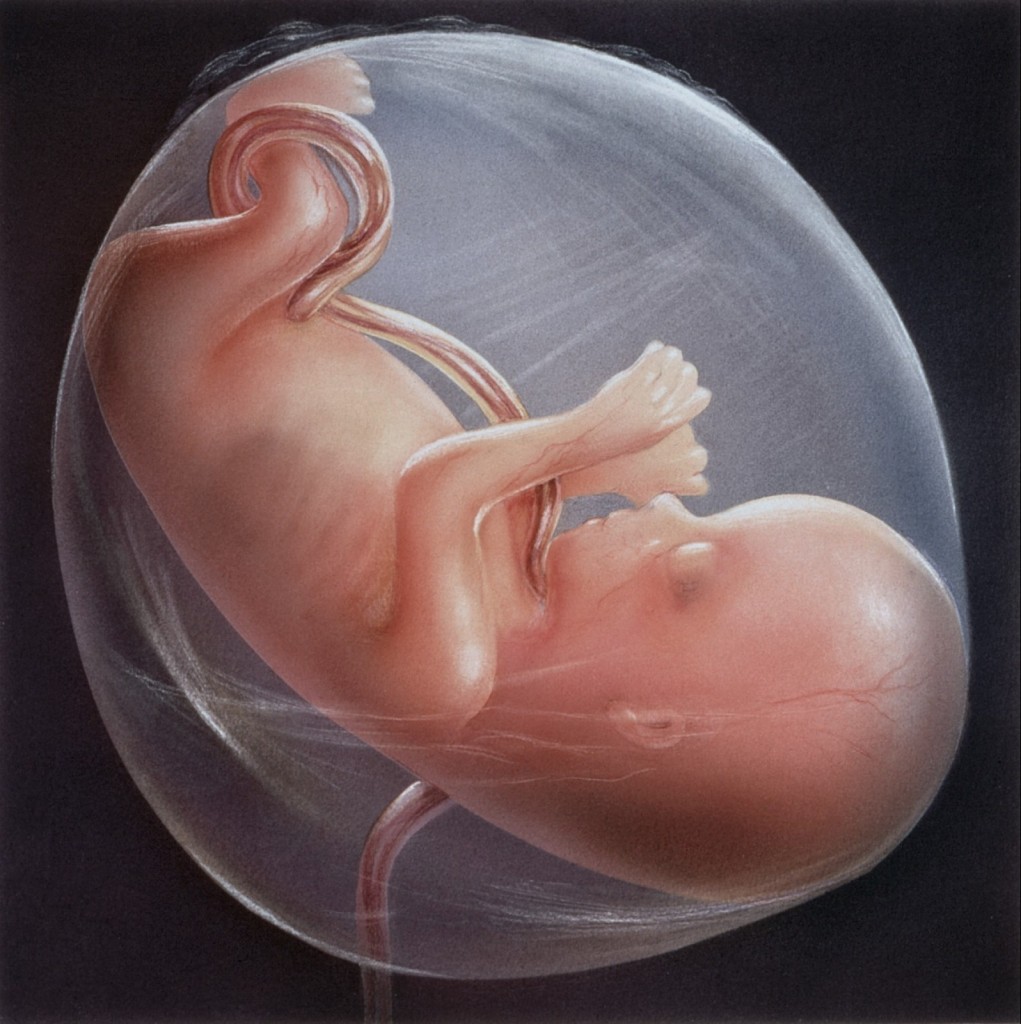 Стадия перехода от эмбриона к организму