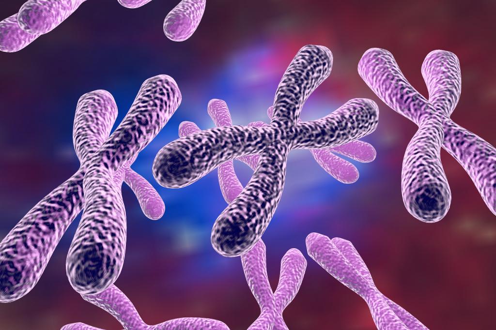 Почему клетки имеют постоянное число хромосом