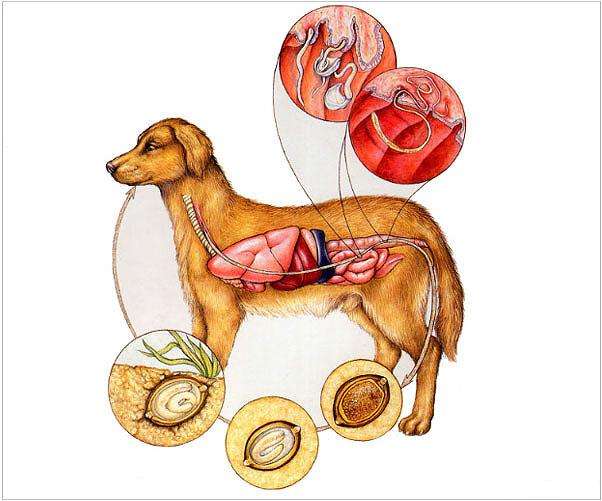 Глистная инвазия у собак: симптомы, лечение, профилактика