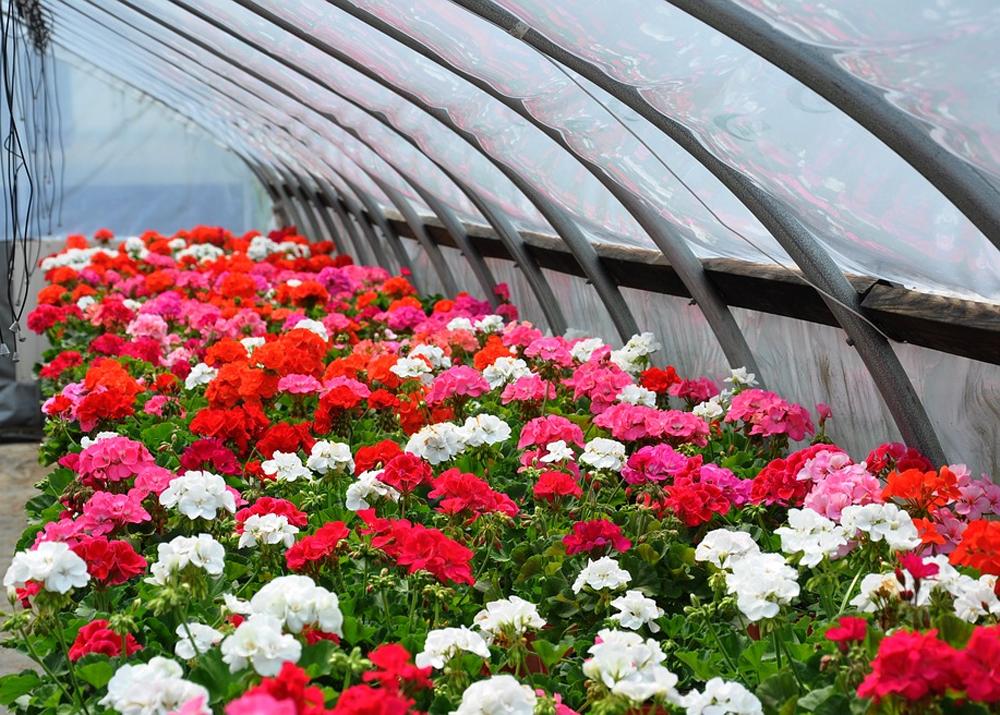 Выращивание цветов на продажу в домашних условиях: бизнес-план, отзывы