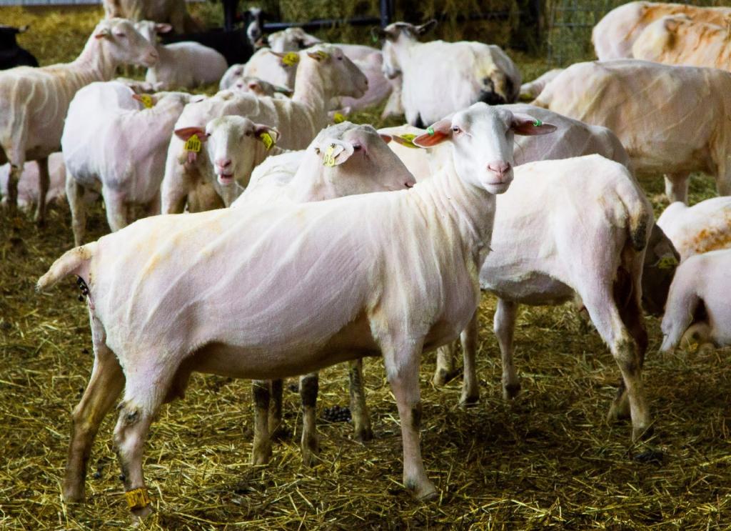 Как стригут овец: способы, сроки, подготовка животного, описание процесса