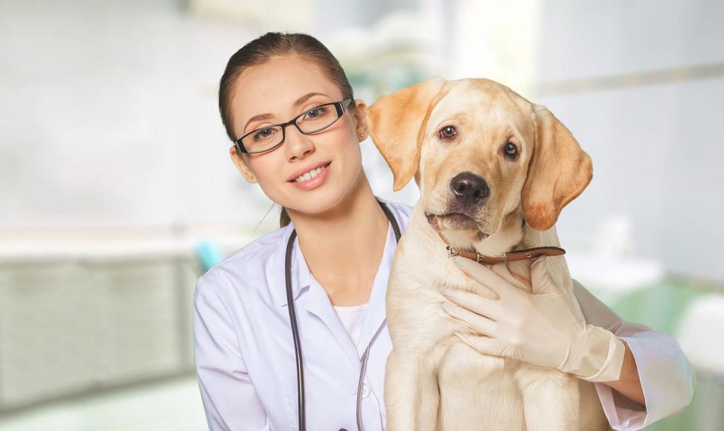 Ветеринарный врач с пациентом