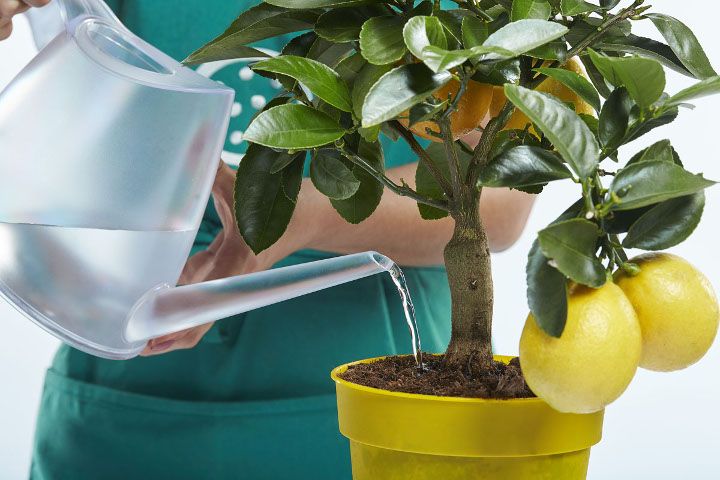 Как ухаживать за домашним лимоном: основные правила и особенности