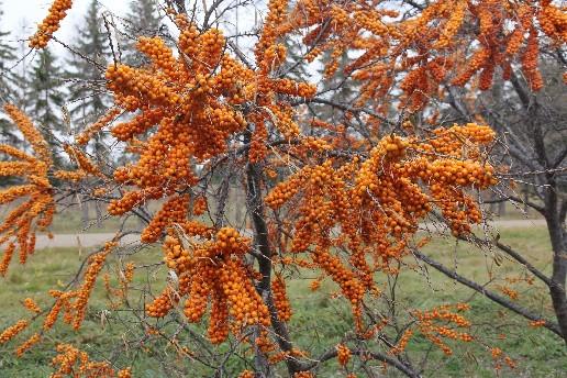 Кусты облепихи.