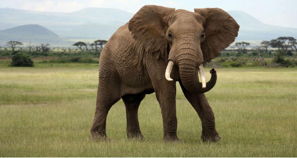 слон запрет
