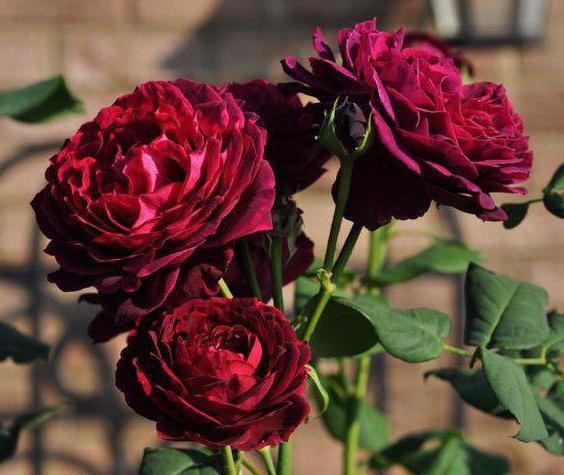 Сорт розы астрид графин фон харденберг
