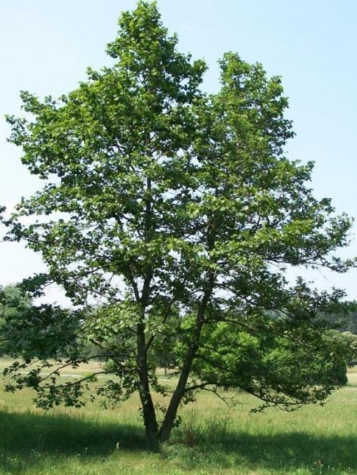 ольха дерево фото
