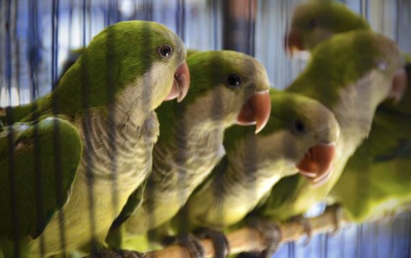 Зеленые волнистые попугаи 