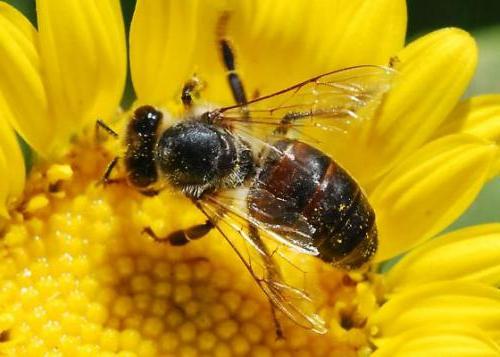 сколько живут пчелы