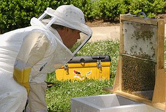 как разводить пчел