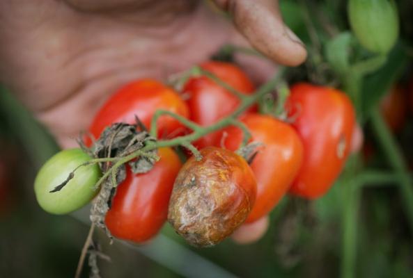 как уберечь помидоры от митофторы