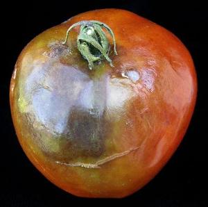 фитофтора на помидорах: что делать