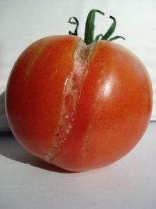 почему трескаются помидоры при созревании