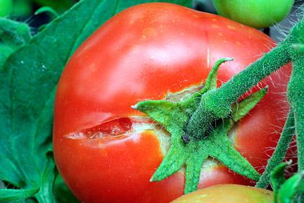 почему трескаются помидоры в теплице