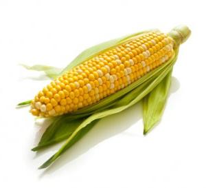 как хранить кукурузу в початках
