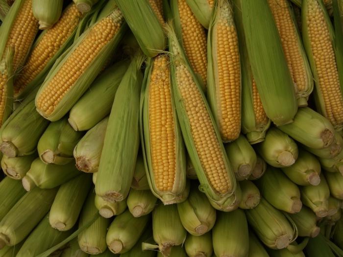 хранение кукурузы в початках