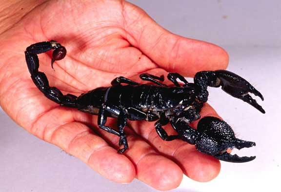 Сонник скорпион черный
