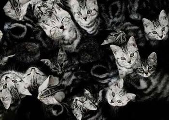 сонник кошки много