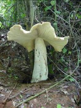 Фото самого большого гриба
