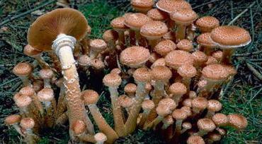 Самый большой гриб