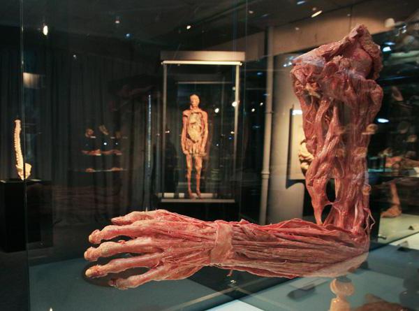 Выставка тело человека конюшенная площадь