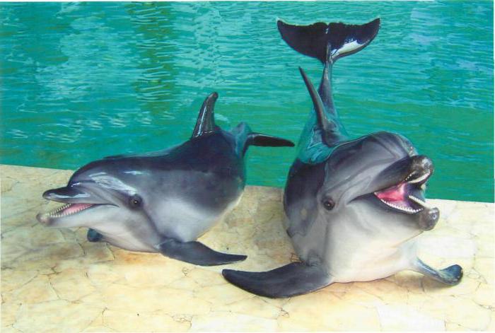 Сочинский дельфинарий