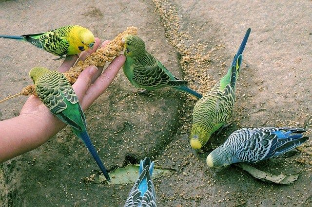 Какое лакомство волнистым попугаям можно давать регулярно?