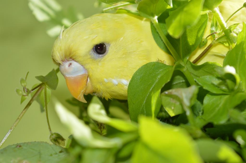 какие лакомства можно давать волнистым попугаям