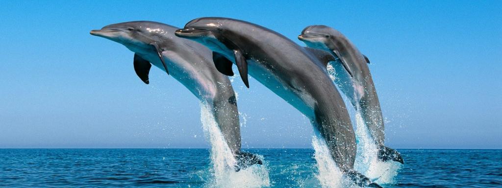 дельфины, выпрыгивают из моря