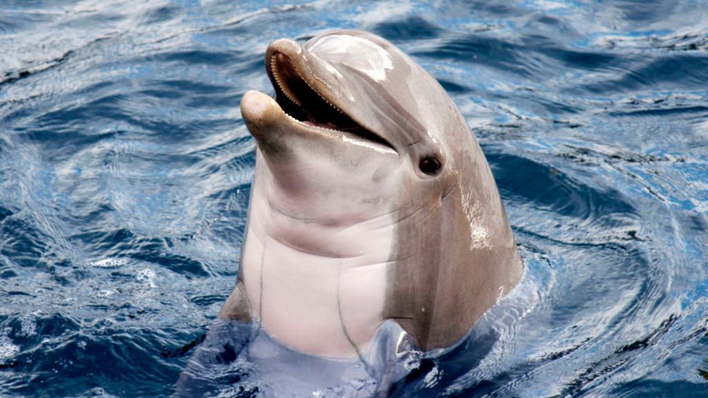 к чему снится дельфин женщине