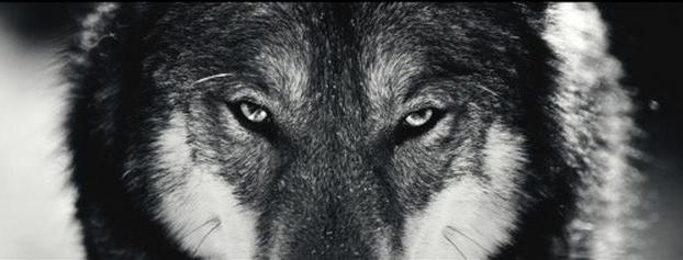 волки виды волков