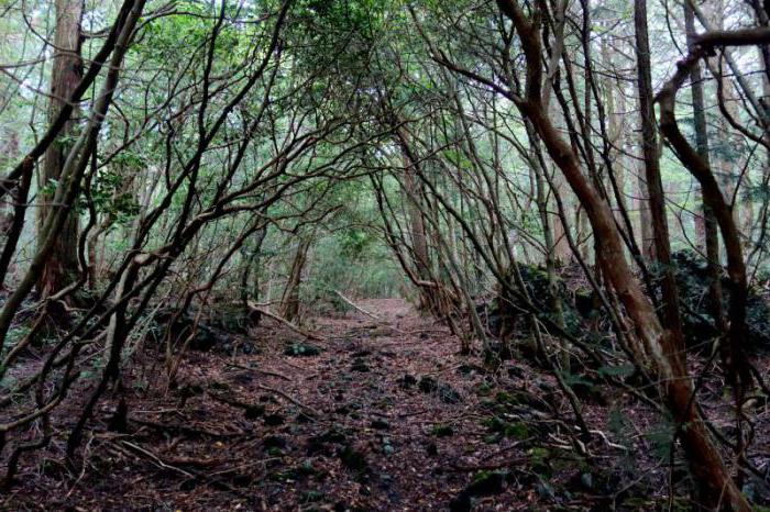 лес аокигахара