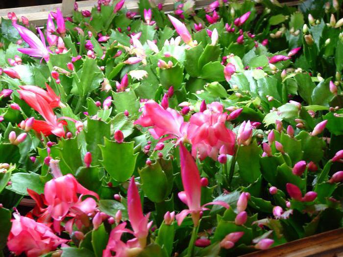 цветы домашних кактусов