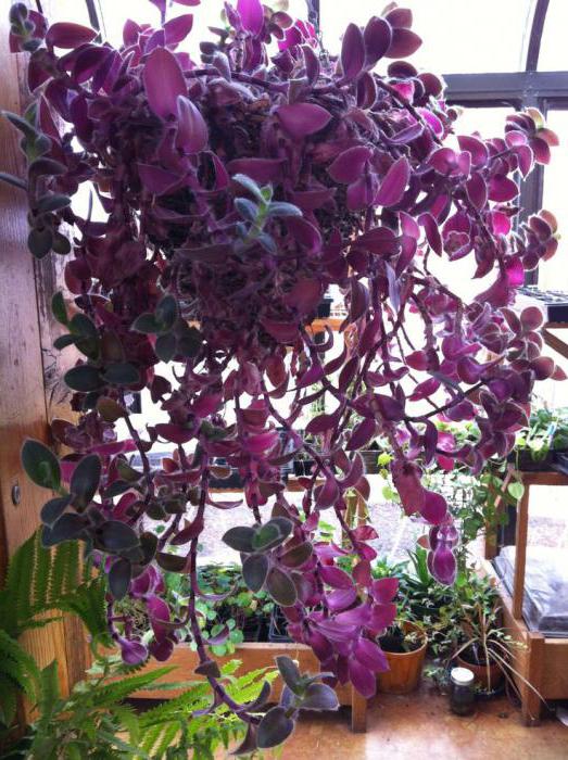  вьющийся цветок комнатный фиолетовыми листьями